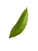 folha focada green domus
