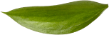 folha green